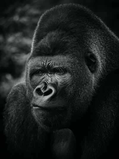 近景摄影中的黑色大猩猩